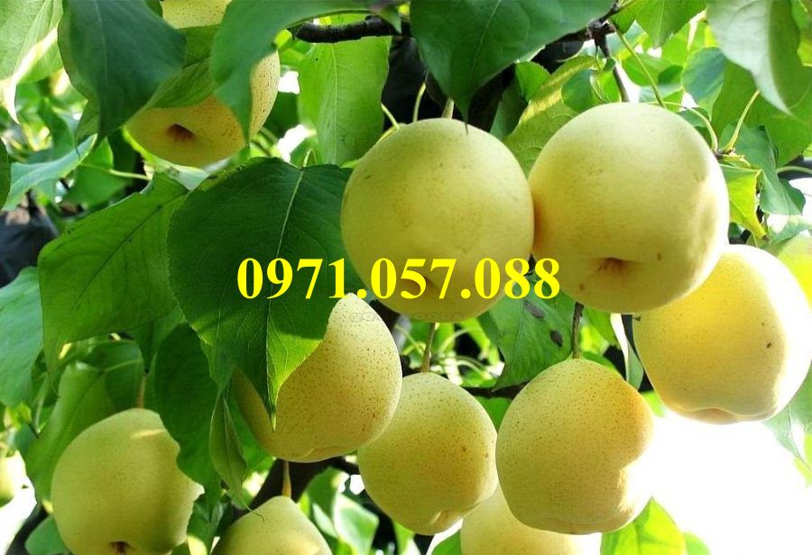 CÂY GIỐNG LÊ VÀNG